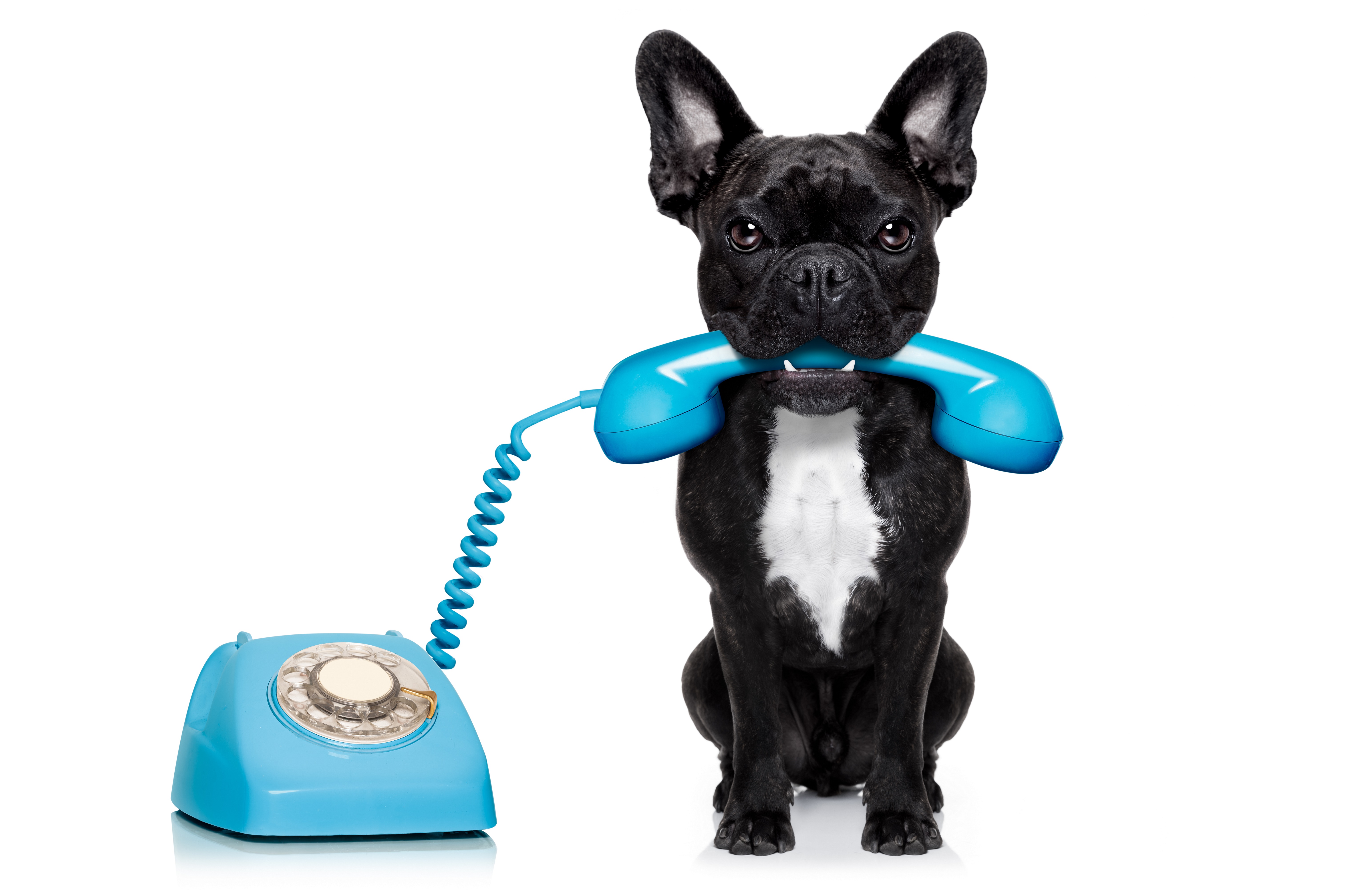 Dog_Phone_shutterstock_254922814 (2) Southern Animal Health