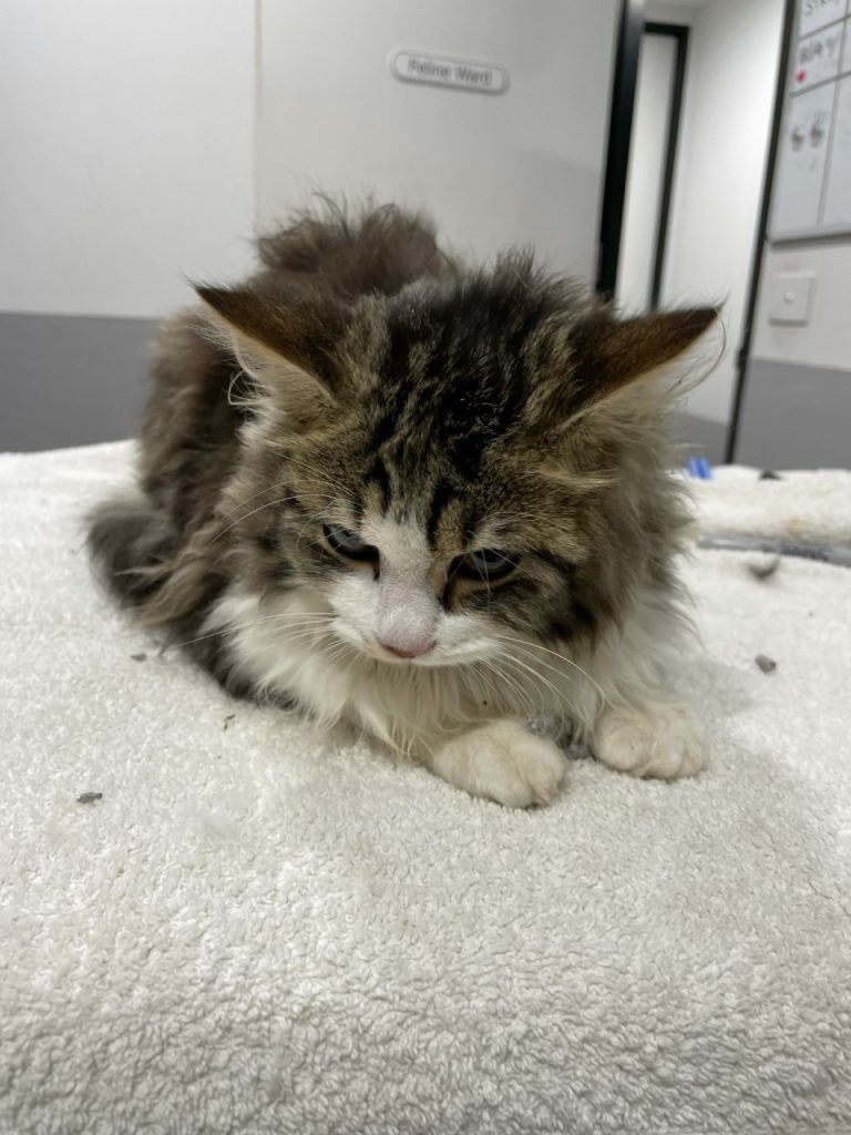 Found: DLH Cat in Mordialloc - Southern Animal Health